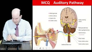 Auditory Pathway [upl. by Cannon]