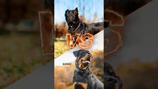 Cane Corso vs Rottweiler Distinguishing Traits of Two Strong Breeds canecorso rottweiler [upl. by Concha]