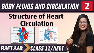 Body Fluids and Circulation 02  Structure of Heart Circulation  Class 11NEET  RAFTAAR [upl. by Flatto787]