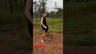 The Australian Frilled Dragon full video out now frilleddragon lizard shorts australia [upl. by Anirehtak]