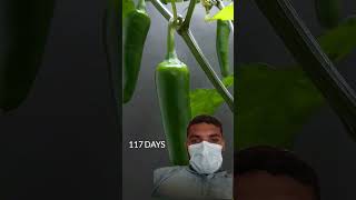 Green screen reaction video 🤔😱🤭🤫shorts youtubeshorts reaction greenscreen [upl. by Annaitsirk]