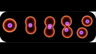 Binary fission in bacteria [upl. by Rebliw]