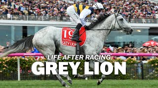 Life after racing  Grey Lion [upl. by Ajet]