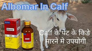 Albomar use in calf [upl. by Lesslie939]