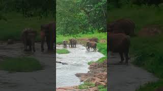 pinnawala orphanage elephant travel [upl. by Nnuahs101]