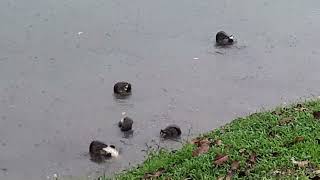 Smoothcoated Otters eating fish at Jurong Lake Gardens Singapore [upl. by Rugg]