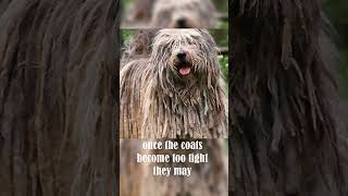 The Weird Bergamasco shepherd [upl. by Anella]