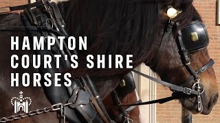 Meet the Shire horses of Hampton Court Palace [upl. by Maxma]