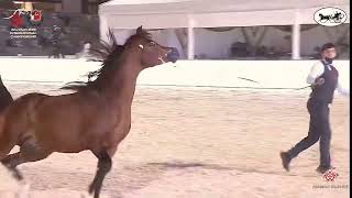 N244 AL ARYAM KHEILAN  Abu Dhabi International Arabian Horse Championship 2021  Stallions 46 [upl. by Ainahpets]