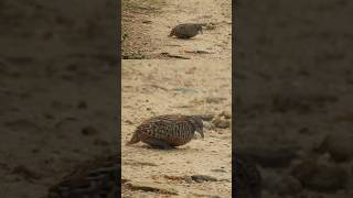 Barred Buttonquail  Sand bath birdsofindia birds wildlife birdwatching indianbird [upl. by Lua323]