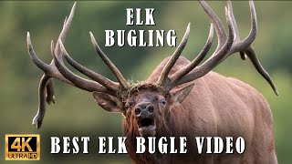 Best Elk Call Video  Elk Bugling Compilation During the Rut with HD Audio  Natures Best Sounds 4K [upl. by Ljoka185]