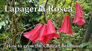 How to Grow Lapageria rosea  The Chilean Bellflower or Copihue [upl. by Berne]