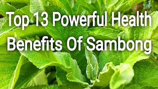 Top 13 Health Benefits of Sambong Powerful Herbs Supplement [upl. by Lilac]