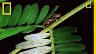 Amazing Symbiosis Ant Army Defends Tree  National Geographic [upl. by Matheny875]