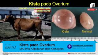 Tutorial Praktikum Cystic Ovary  Kista pada ovarium sapi [upl. by Caddaric320]