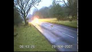 Deer Crossing Roads  Stay Alert [upl. by Krigsman]