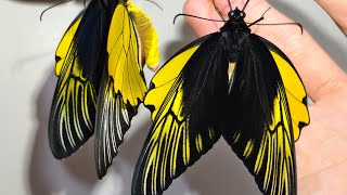 The rare and beautiful butterfly in the world  Troides amphrysus flavicollis [upl. by Joachima666]