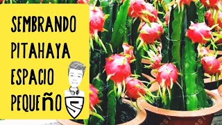 🇵🇪 Como sembrar Pitahaya en espacio pequeño  Sowing Pitahaya small space [upl. by Prouty]