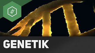 Chromosome Gene DNS  DNA – Grundbegriffe Genetik veraltet [upl. by Eldnek]