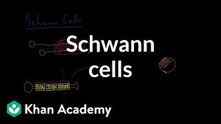 NEUROFIBROMA AND SCHWANNOMA Clinical features amp Morphology [upl. by Kania]