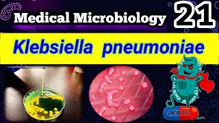 Klebsiella pneumoniae شرح بالعربي Difference between E coli and Klebsiella [upl. by Fagaly]