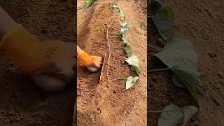 Amazing Sweet Potato Growing Techniques satisfying farming [upl. by Wolfson]