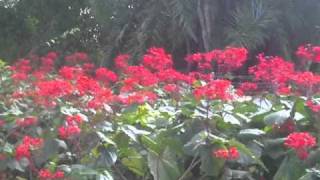 Clerodendrum speciosissimummp4 [upl. by Cordie]