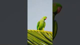 Rose ringed parakeet is flying Please subscribe 🙏🏻 [upl. by Novia]