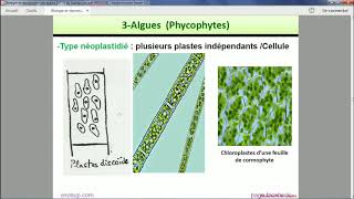 Les thallophytes  Les Algues [upl. by Citron40]