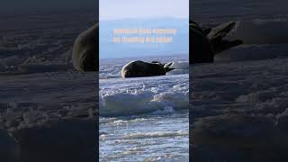 Weddell Seal Napping on floating sea ice [upl. by Arik]