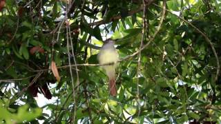 Great Crested Flycatcher Myiarchus crinitus [upl. by Niawd]