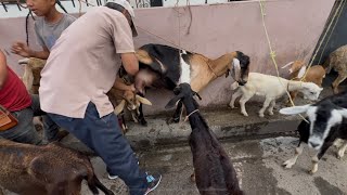 CABRAS 🐐 LECHERAS EN EL TIANGUE DE SAN RAFAEL CEDROS [upl. by Redliw]