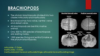 Brachiopods  Evolutionary Trend in Brachiopoda  Invertebrate Paleontology [upl. by Viole]