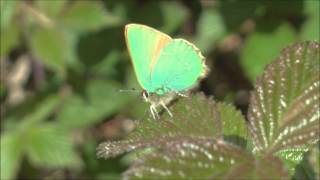 Green Hairstreak Butterfly Callophrys rubi [upl. by Bendix]