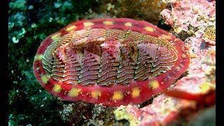 Facts The Chiton [upl. by Chip]