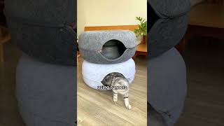 3 Shocking Facts About Cats and Tunnels [upl. by Marcelline]