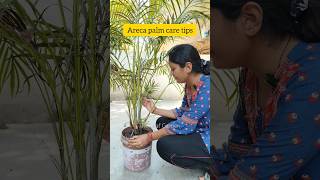 Areca Palm care tips [upl. by Simpson748]