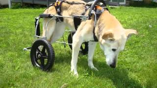 Dog Wheelchair For Back Legs Set Of Picture Collection Ideas  Dog Wheelchair For Back Legs [upl. by Sclater]