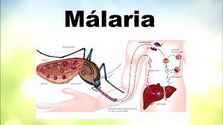 Malaria  O que e Sintomas Diagnóstico Tratamento e Prevencao [upl. by Camilia673]