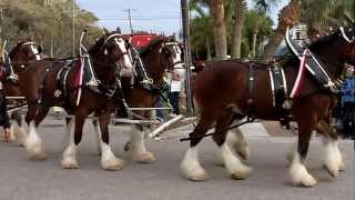 Budweiser Clydesdales at Siesta Key [upl. by Tugman]