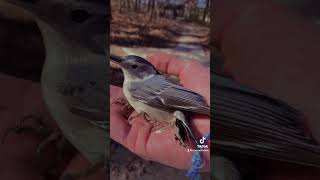 Nuthatch time bird nature wildbirdlife birdfeeding wildlife wildbird cheesethenuthatch birds [upl. by Nerua]