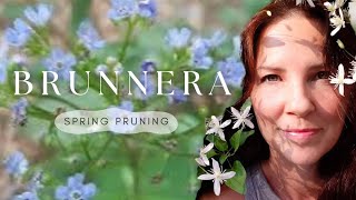 Spring Pruning Queen of Hearts Brunnera ♥ [upl. by Eivol]