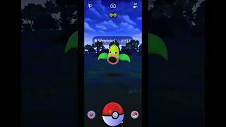 Catch Weepinbell in Pokémon GO Shorts Weepinbell PokémonGOGameplay [upl. by Ettennad790]