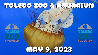 Toledo Zoo amp Aquarium  May 9 2023 [upl. by Aisayt]