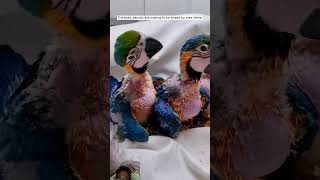 BABY BIRD allbirdslover parrot macaw birdss birds allbirds animals lovelybirds [upl. by Neenahs]