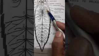 Bscpt2 Zoology Practical Dissection nervous system of prawnby MrsManju Rathore [upl. by Robina]