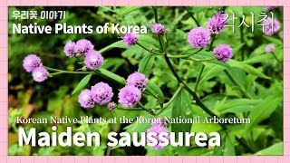 각시취 Native Plants of Korea 93 Maiden saussurea English version [upl. by Navlys]