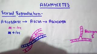 Sexual reproduction in ASCOMYCETES [upl. by Prowel]