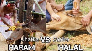 Zabiha kyu halal aur Jhatka kyu haram SCIENTIFIC ANSWER Dr Zakir Naik [upl. by Gross]