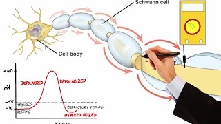 NEURON ACTION POTENTIAL MADE EASY [upl. by Eixid]